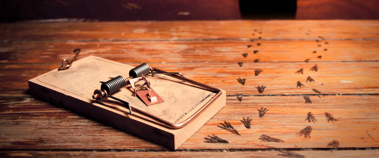 Does DIY Pest Control Work?