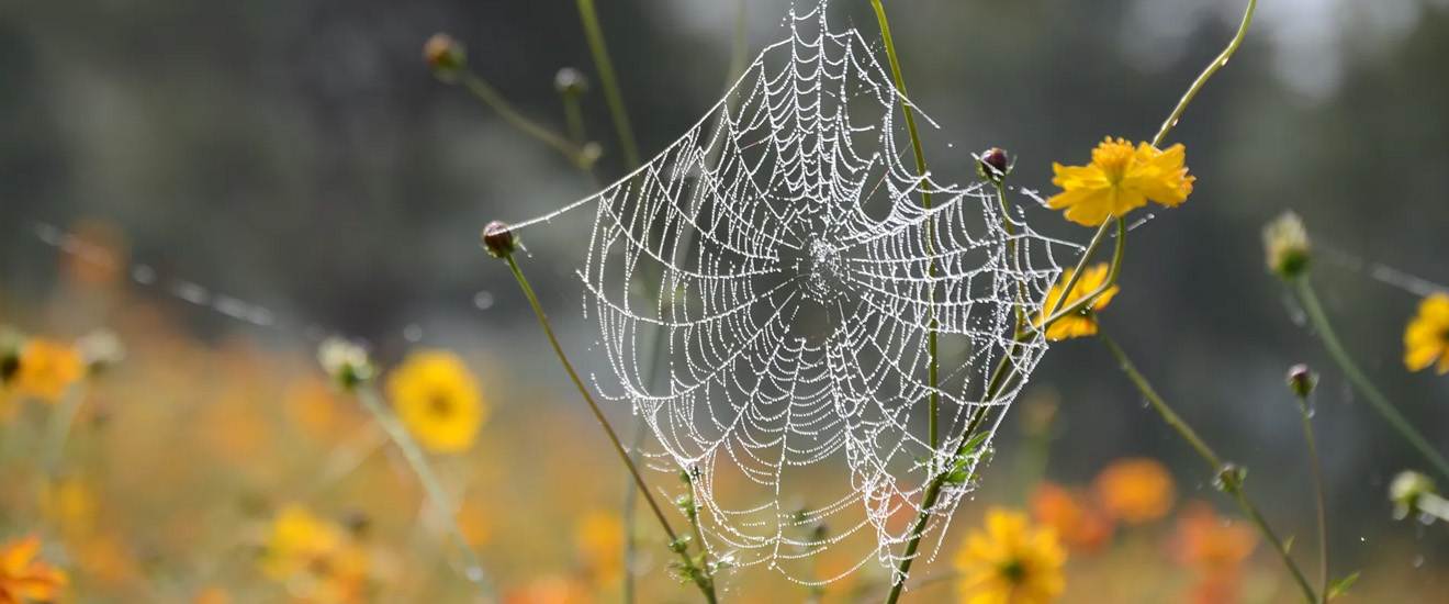 The Link Between Outdoor Spaces and Indoor Pests