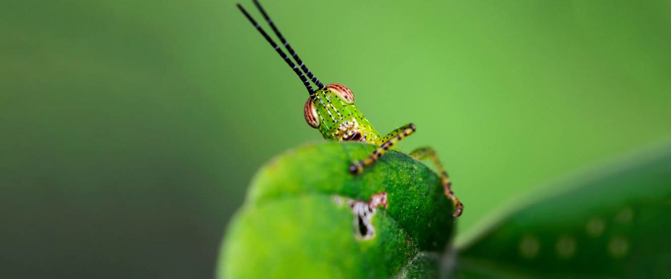 What If Humans Were Like Bugs?