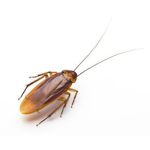 Cockroaches