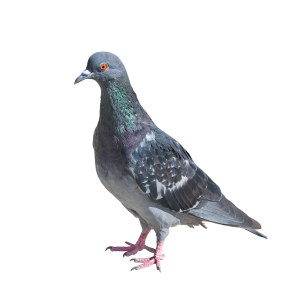 Pigeon